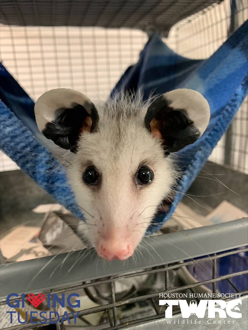 HHS TWRC Giving Tuesday - Another big ear opossum