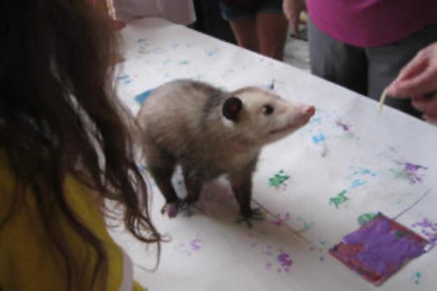 Opossum Artwork 1