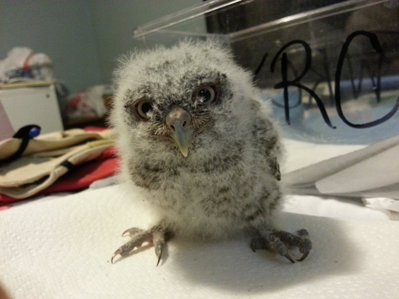 Eastern Screech Owl Nestling