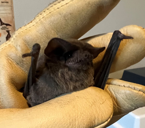 Found a Bat - HHS-TWRC Wildlife Center