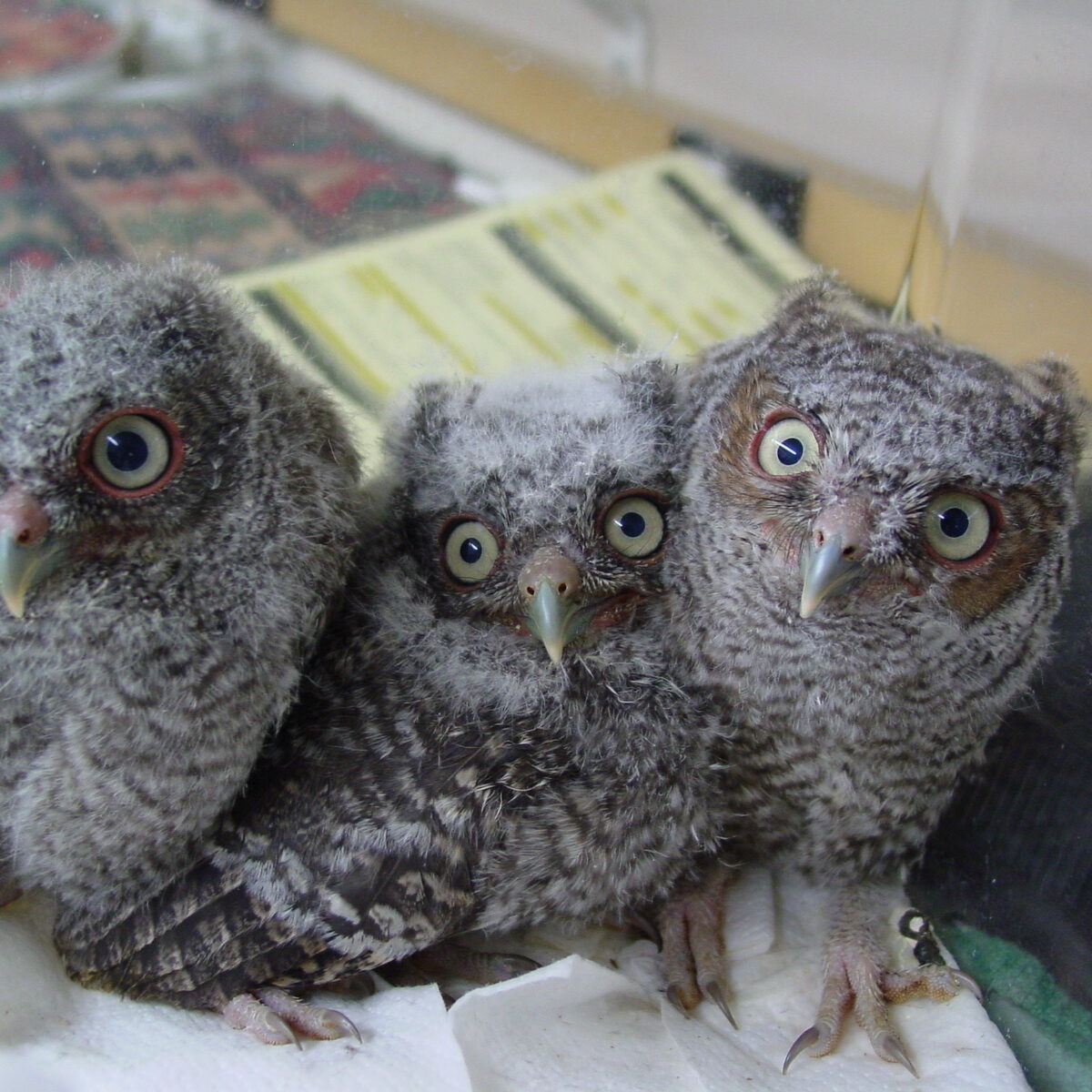 Eastern Screech Owl Fledglings 2006 (1)