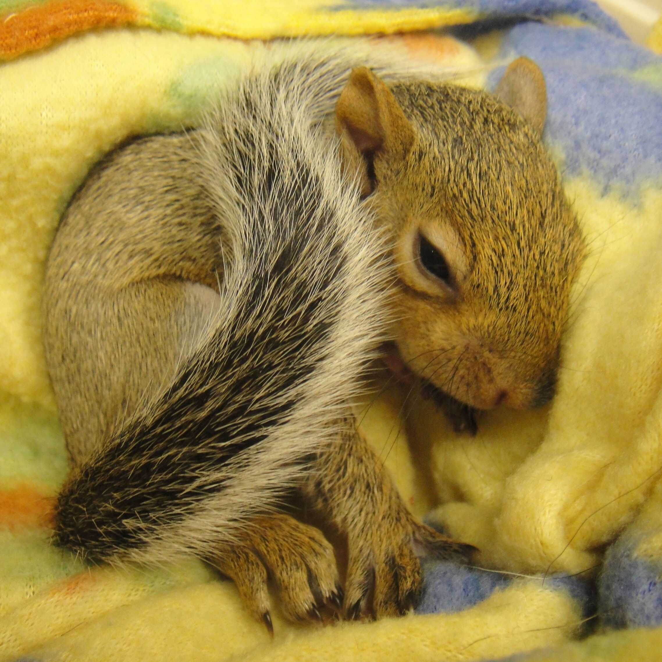 Gray Squirrel Infant 2006