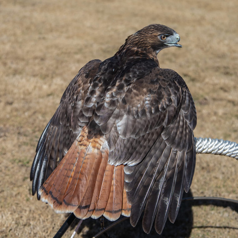 Pico the red-tailed hawk