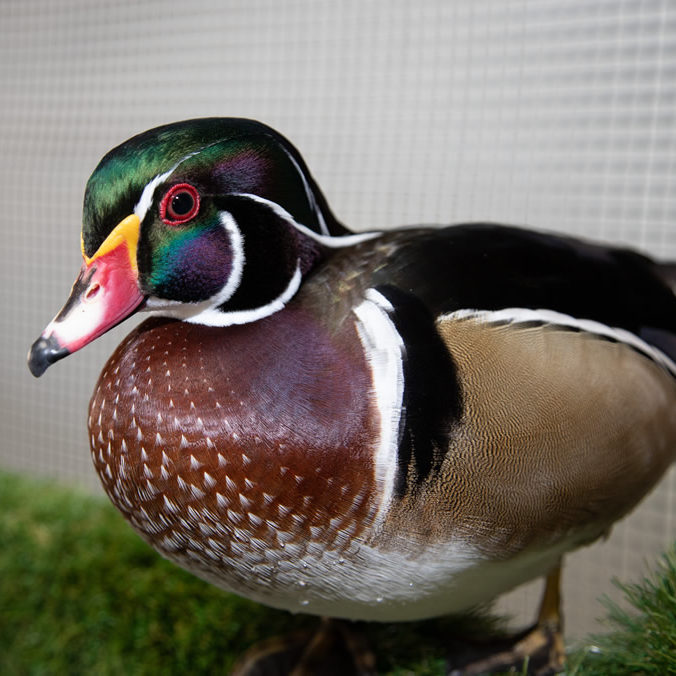 Woody the wood duck